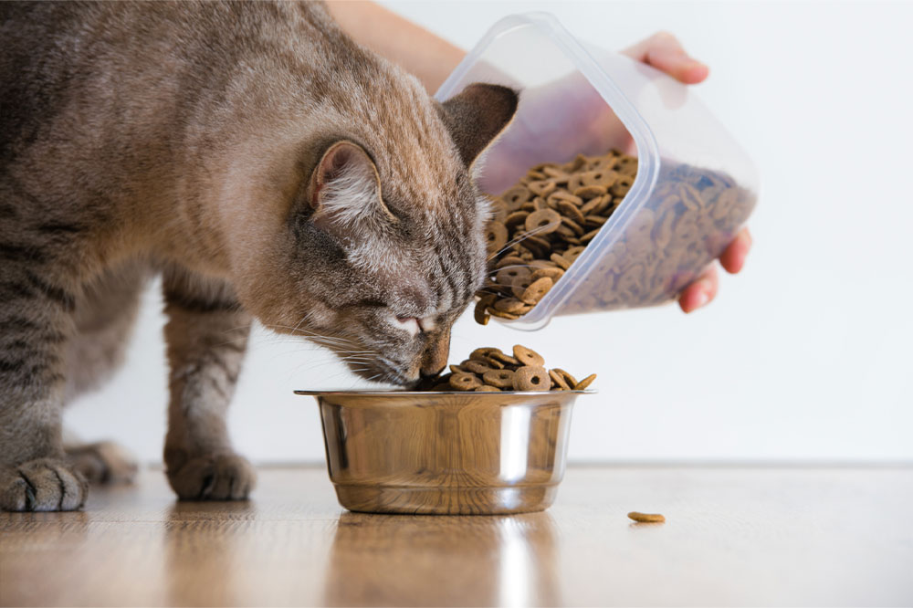 5 Essential Nutrients to Look for in Cat Treats