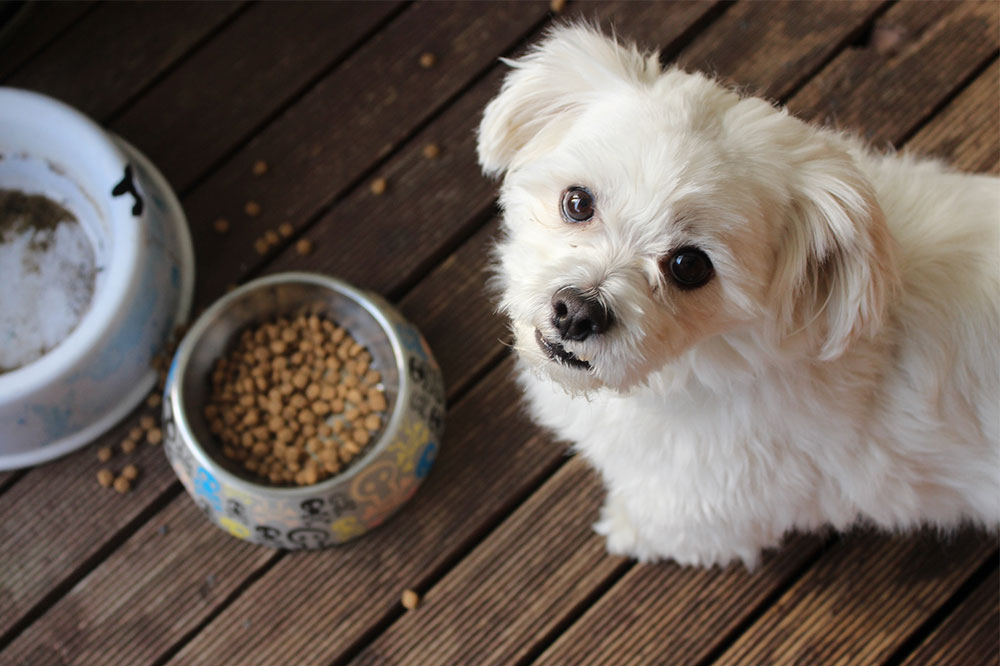 Top 5 Toxic Foods for Pets